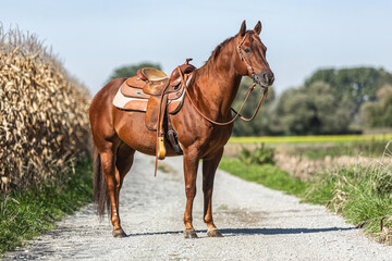 Portrait of a saddled beautiful chestnut western quarter horse gelding standing on a country road in summer outdoors