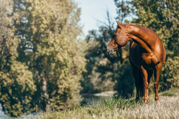 Portrait of a chestnut quarter horse gelding standing on a meadow in late summer outdoors
