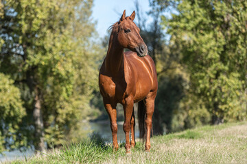 Portrait of a chestnut quarter horse gelding standing on a meadow in late summer outdoors