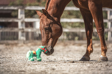 Cute and funny portrait of a big horse interacting with a tiny plush horse outdoors