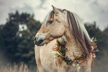 Horses in autumn: Portrait of a beautiful norwegian fjord horse mare wearing an autumnal flower wreath around her neck