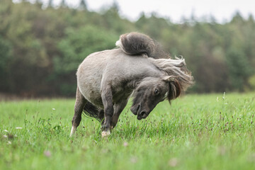 Portrait of a cute grey dun pinto shetland pony running across a meadow outdoors at a rainy bad...