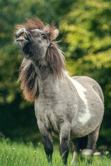 Funny portrait of a grey dun pinto shetland pony showing a trick on command and looks like it´s...