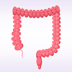 Obraz premium human large and small intestine digestive system gastrointestinal tract anatomy internal organ biology healthcare