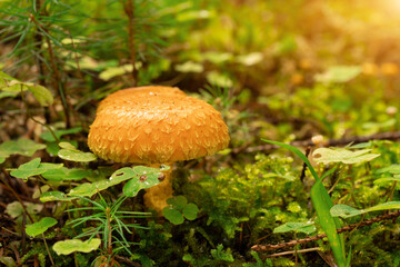yellow mushrooms growing in forest