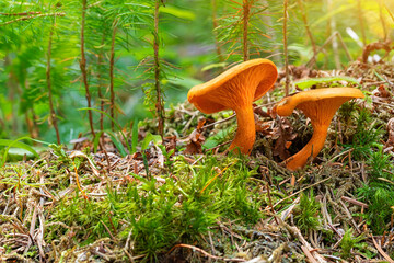 Lactarius deliciosus mushrooms in low grass and moss in the forest.