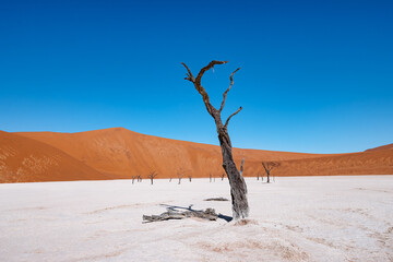 dead camel thorn tree in dead vlei