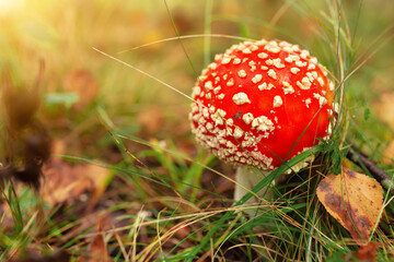 Fly agaric or fly amanita mushroom (Amanita muscaria). Muscimol mushroom. Wild mushroom growing in forest. Ukraine.