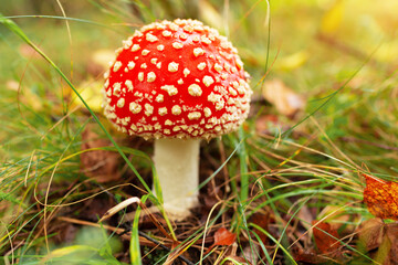 Fly agaric or fly amanita mushroom (Amanita muscaria). Muscimol mushroom. Wild mushroom growing in forest. Ukraine.