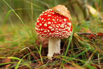 Fly agaric or fly amanita mushroom (Amanita muscaria). Muscimol mushroom. Wild mushroom growing in forest. Ukraine.