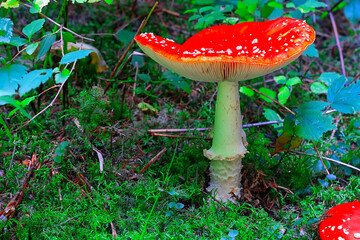 Fly agaric or fly amanita mushroom (Amanita muscaria). Muscimol mushroom. Wild mushroom growing in forest. Ukraine.