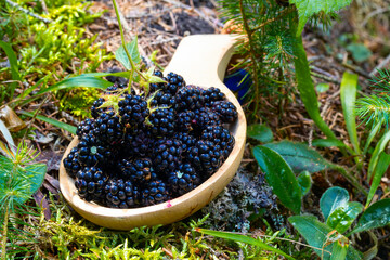 Closeup of freshly picked juicy, yummy blackberries. Rubus fruticosus. Sweet forest berries.