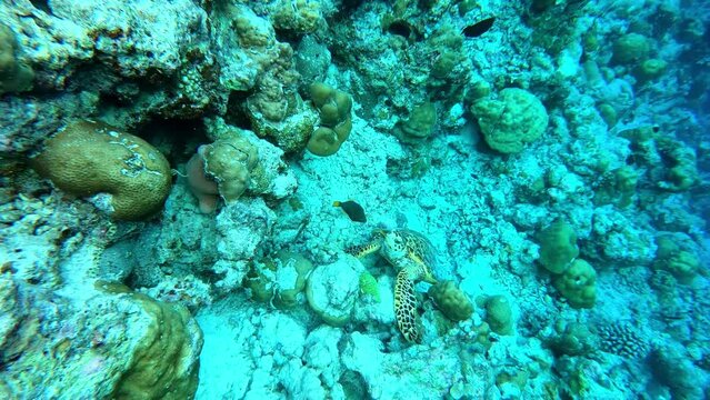 fish and turtle. a coral reef. Waterproof photo and video equipment for travel
