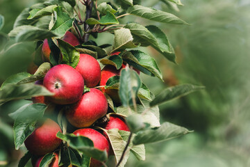 Red apples on tree ready to be harvested. Ripe red apple fruits in summer garden. Selective focus.