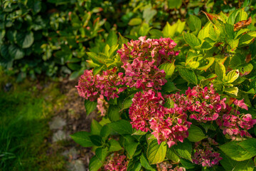 Close up of light pink hortensia fresh flowers, green background, autumn colors, copy space,...