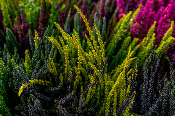 Closeup of colorful blossoming of heather cultivated in hothouse. Calluna vulgaris or Ling as a floral background. White an pink heather flowers blossom in the meadow. Selective focus