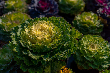 Decorative cabbage that adorns parks, squares and surrounding areas. Colorful leaves of ornamental...