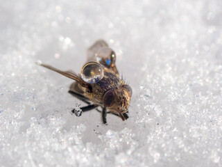 Fly with drops froze to ice