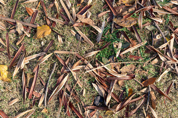 Background of pods and dry leaves on grass.