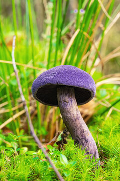 Closeup of Cortinarius violaceus, commonly known as violet webcap or violet cort. Wild mushroom growing in forest. Ukraine.