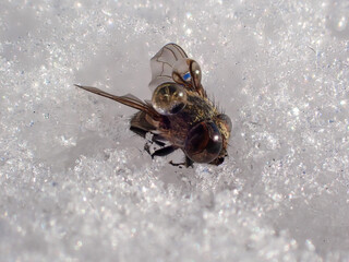 Wet fly freezes to ice