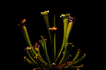 plante carnivore sur fond noir