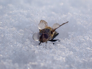 Fly freezes in ice