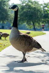 country goose standing on a grass