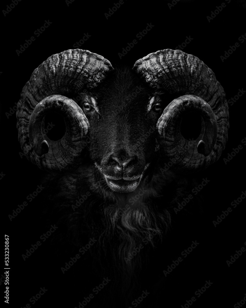 Wall mural Ram , Close up of head and horns of a wild big horned , isolated to black Background , animal black white