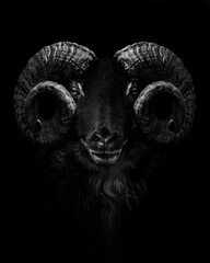 Ram , Close up of head and horns of a wild big horned , isolated to black Background , animal black...