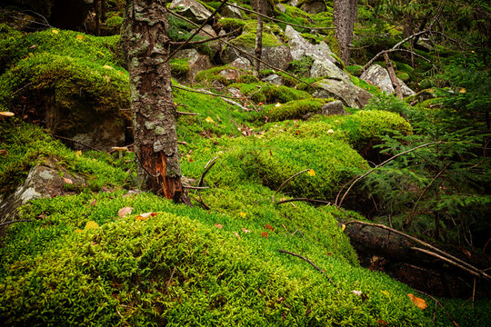 beautiful forest background with stones covered with green moss.