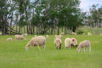 Obraz na płótnie Canvas Flock of sheep grazing pasture. 