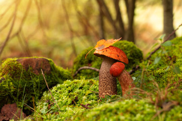 Leccinum aurantiacum or rough-stemmed bolete mushrooms growing in the forest - 533231021