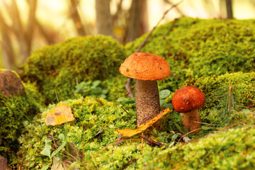 Leccinum aurantiacum or rough-stemmed bolete mushrooms growing in the forest