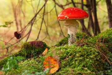 Fly agaric or fly amanita mushroom (Amanita muscaria). Muscimol mushroom. Wild mushroom growing in forest. Ukraine.