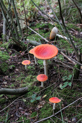 Trujący Czerwony muchomor - grzyb na tle lasu. Runo leśne.