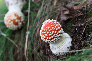 Trujący Czerwony muchomor - grzyb na tle lasu. Runo leśne. © FotoDax