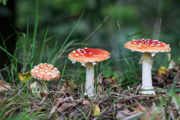 Trujący Czerwony muchomor - grzyb na tle lasu. Runo leśne.