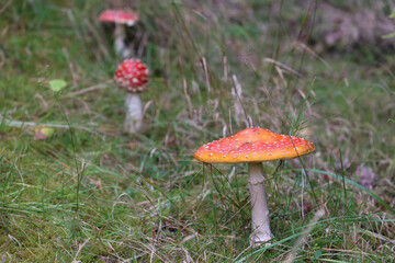 Trujący Czerwony muchomor - grzyb na tle lasu. Runo leśne. © FotoDax