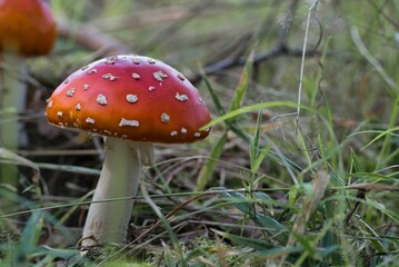 amanita muscaria, fly agaric in the forest