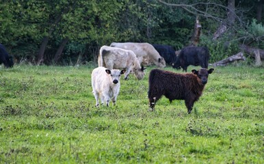 white and brown hairy cows in the field