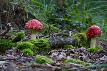 two amanita muscaria, fly agaric specimens with wood and moss in the forest © A.R.