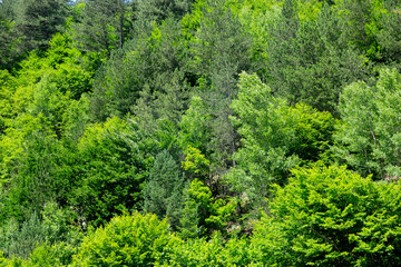 Fototapeta na wymiar Pure green trees forest background image.