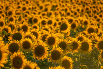 Sunflower field view at sunset.