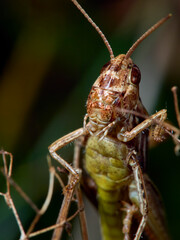 grasshopper on a leaf