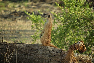 Meerkats with pups in Namibia