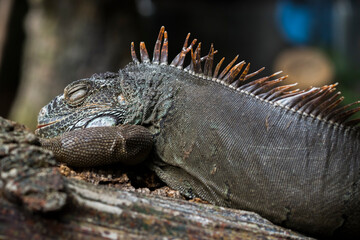 Iguana sleeping on a tree