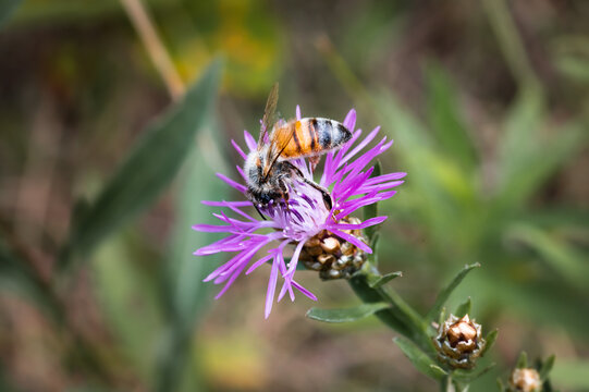 Honey bee foraging on spotted knapweed