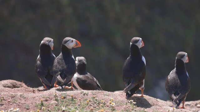 Colony of Atlantic Puffins near their burrows on Skomer Island