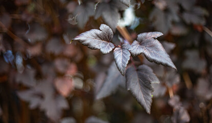 Branch with red leaves in the garden.